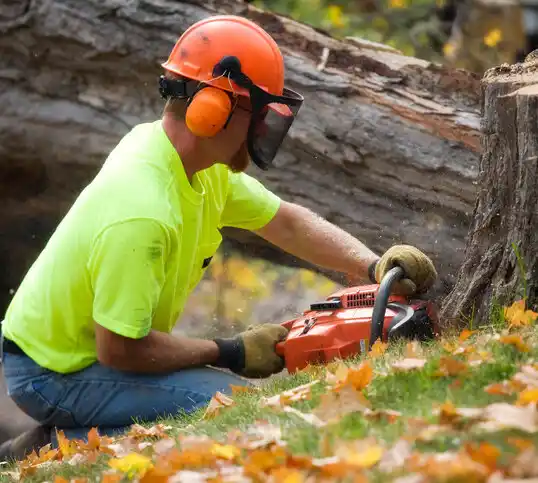 tree services North Patchogue